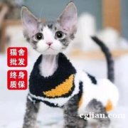 南京大型猫舍399批发配种德文布偶缅因阿比矮脚曼基康蓝白英