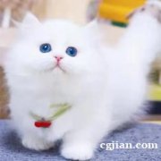 网红拿破仑长毛猫超级可爱