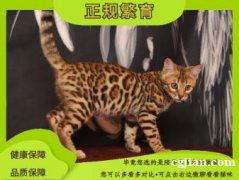 纯种孟加拉豹猫 花纹清晰 疫苗驱虫已做 一对一售后终身指导饲